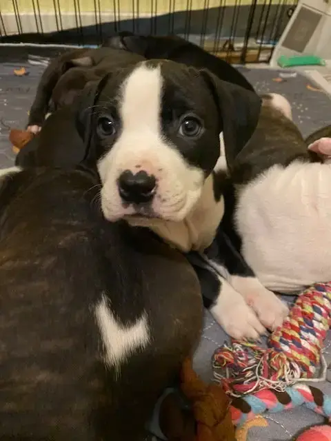 Ellie
