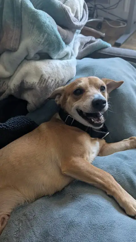 Sparky photo 4