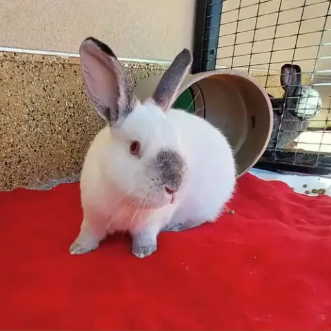 Khaleesi photo 3