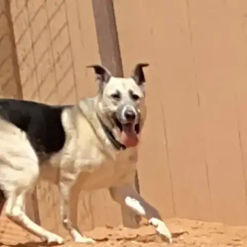 Zuko photo 3