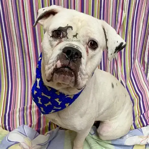 Sampson