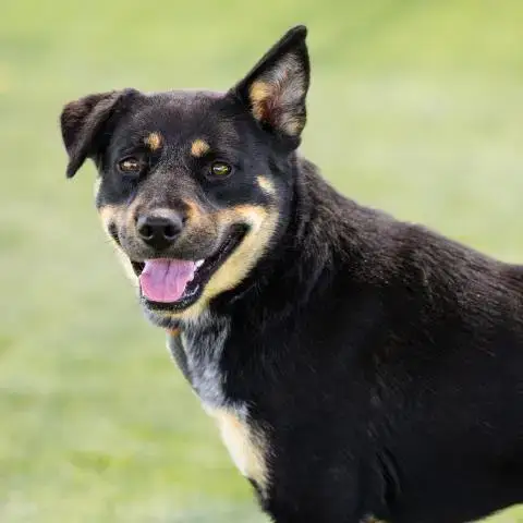 Dakota