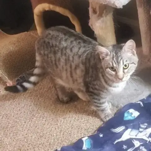 Wasabi