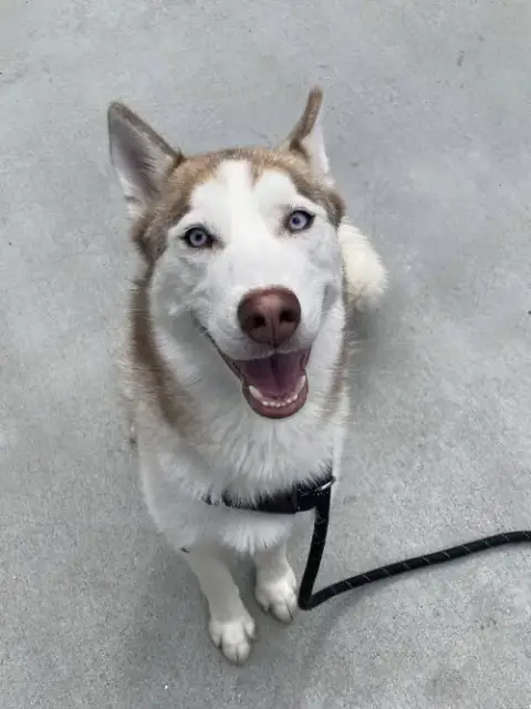 Koa photo 2