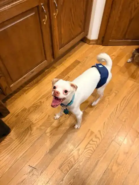 Enzo photo 2