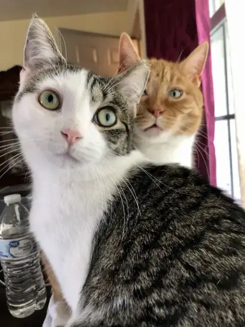Rosie And Minnie- The Bonded Pair photo 4