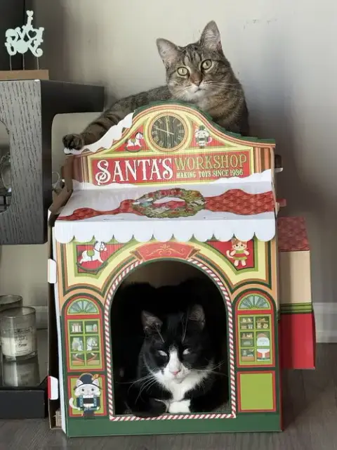 King Tuxy photo 4