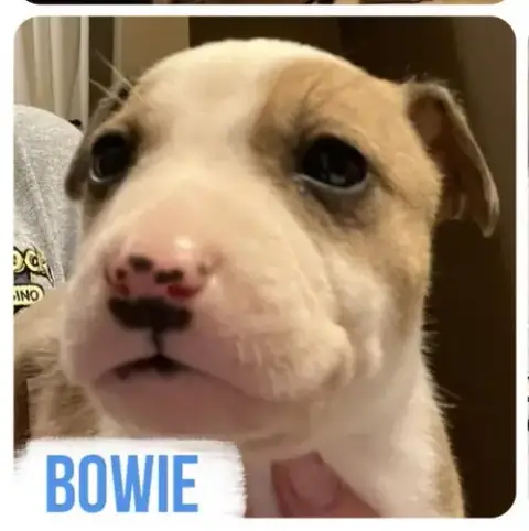 Bowie photo 3