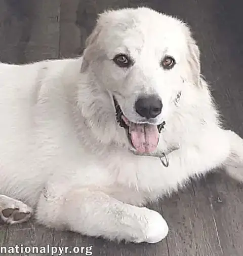 Yeti In Sc photo 3