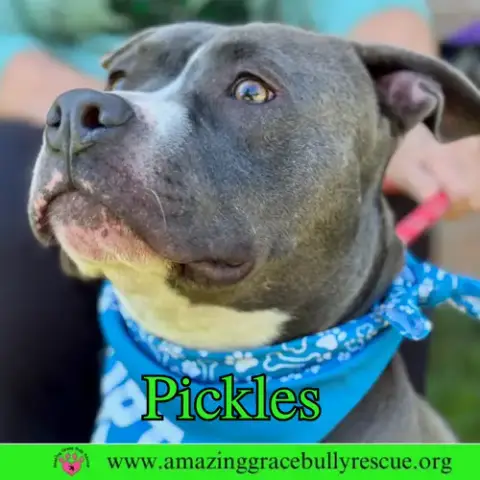 Pickles photo 3