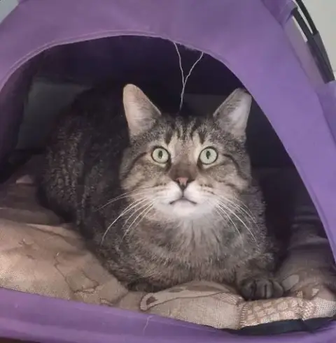 Junior