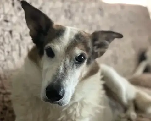 Desert Dog White Knight photo 3