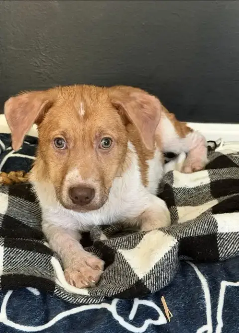 Puppy Milo photo 2