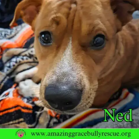 Ned photo 3