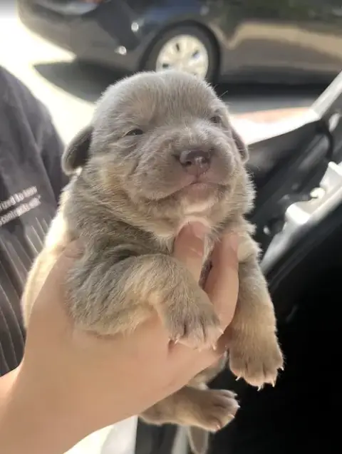 Momma Iris' Litter: Toby photo 4