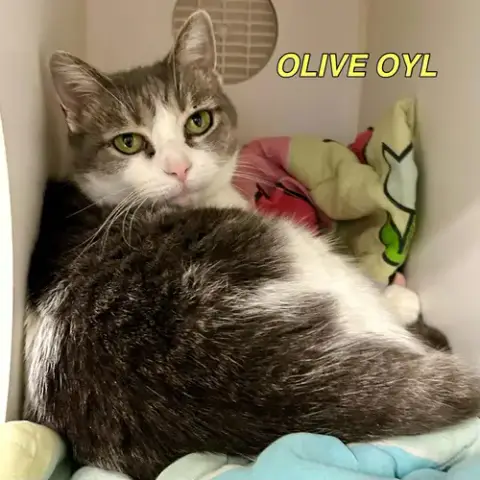 Olive Oyl photo 2