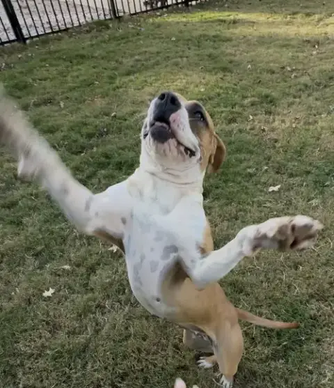 Winnie Boxer photo 5