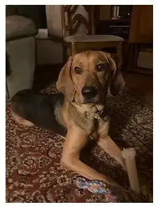 Carlie-In A Foster Home photo 4