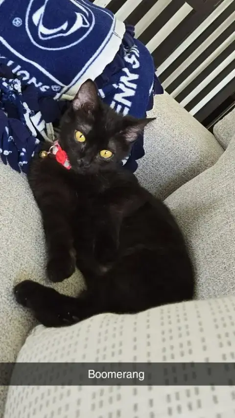 Boomerang