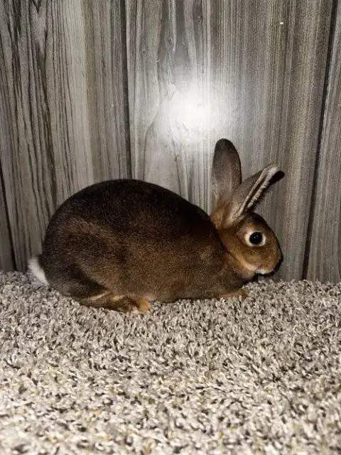 Bugs photo 2