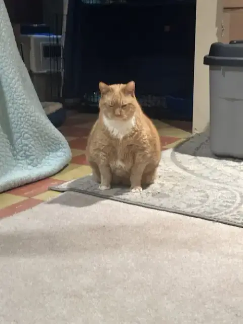 Garfield photo 4