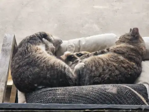 Bert And Ernie