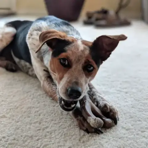 Zeke Vi photo 3