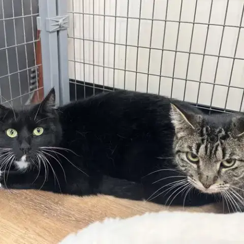 Mouse & Squirrel