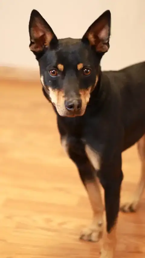 Pacco photo 4