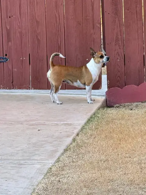 Ginger Lou photo 2