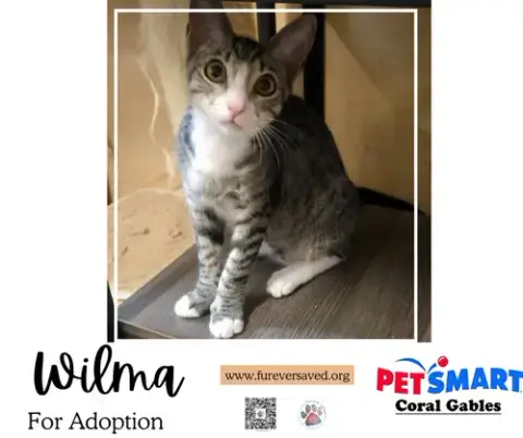 Wilma photo 4