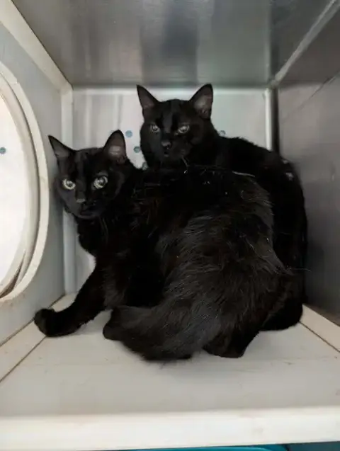 Frankie: Not At Shelter