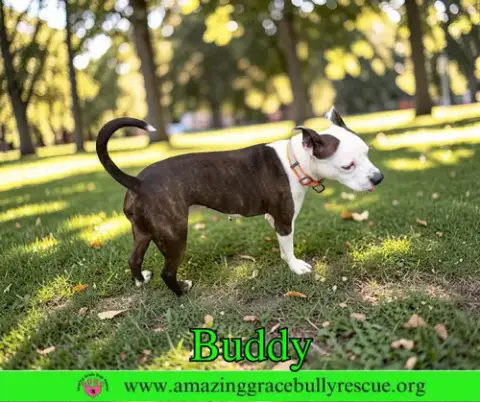 Buddy photo 2