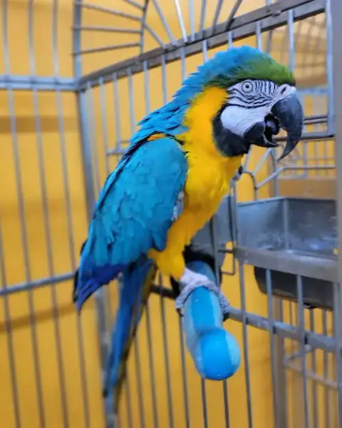 Max