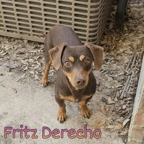 Fritz Derecho photo 4