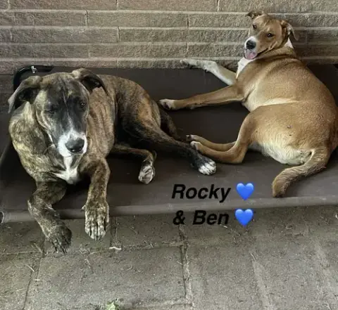 Rocky- Playful Pal photo 3