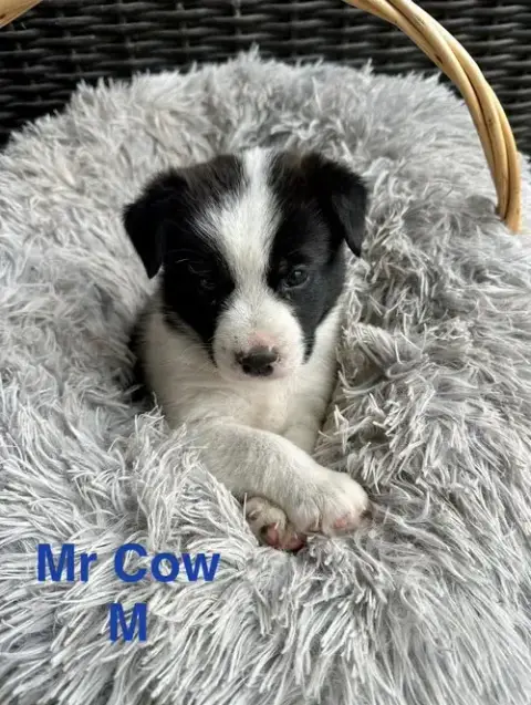 Mr. Cow