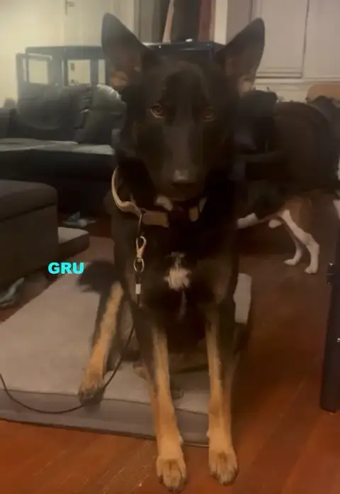 Gru photo 2