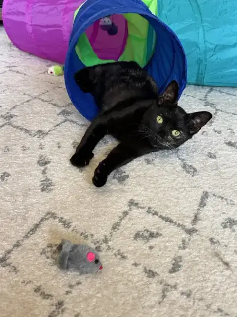 Vivienne photo 4