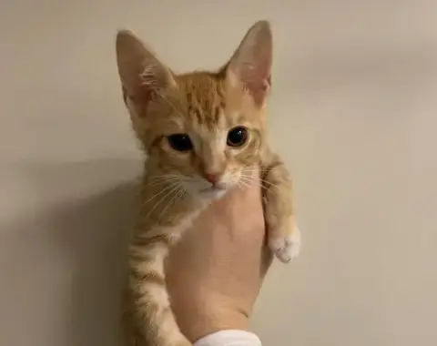 Rico