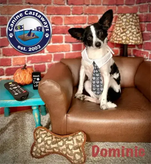 Dominic photo 2