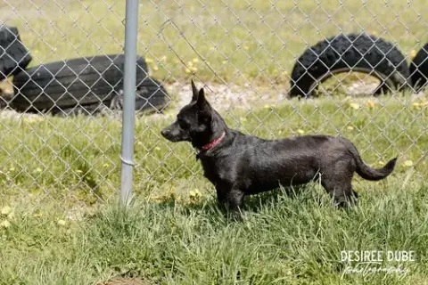 Glory Puppy photo 2