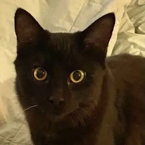 Gigi