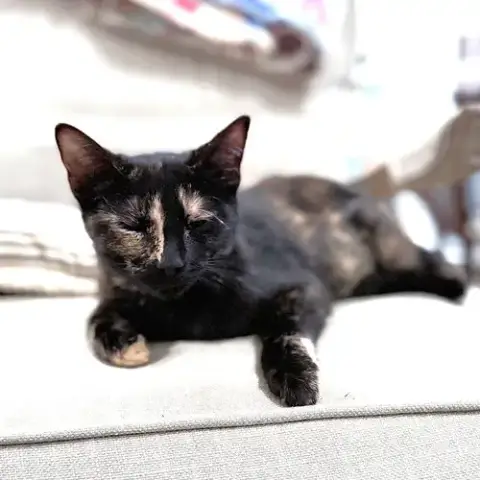 Zuzu photo 4