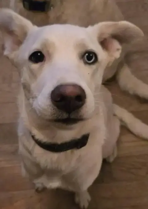 Wink