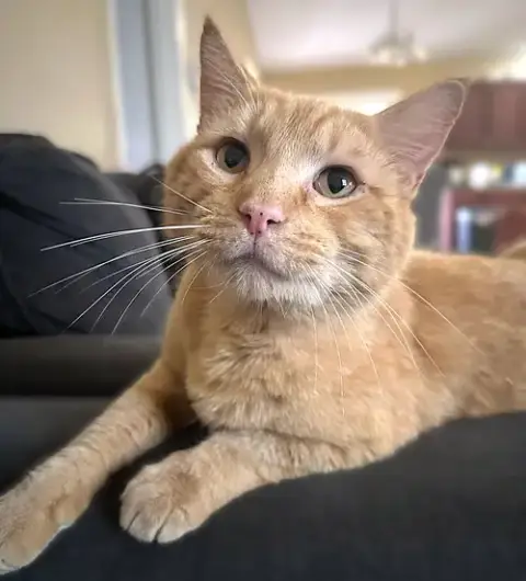 Kramer