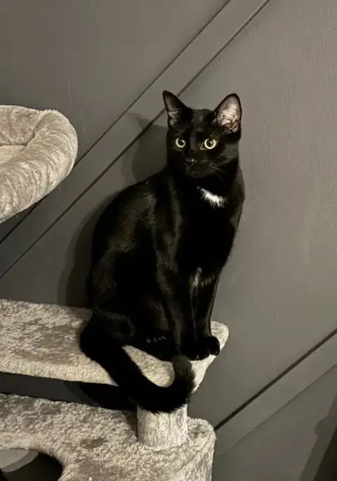 Enrique *Super Playful -- Needs A Cat Friend!*