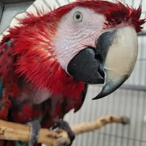 Pepper photo 2