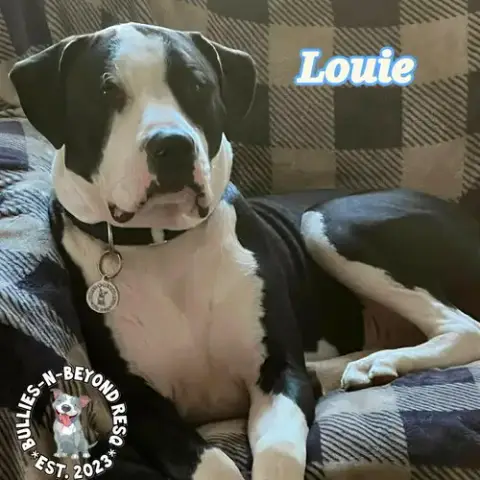 Louie photo 4