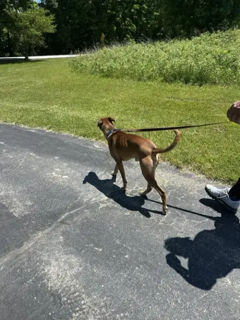 Roscoe- Courtesy Post photo 4